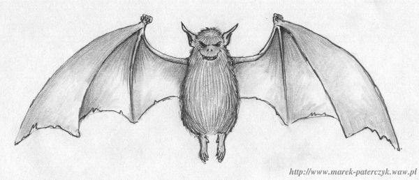 Bat
This is a traditional drawing, made with a pencil.
