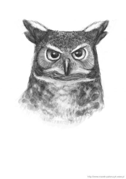 Owl portrait
Keywords: birds