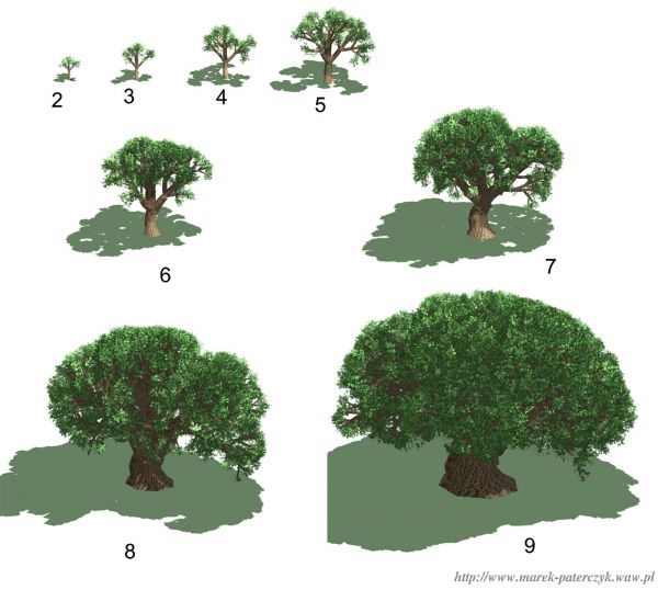 Oak tree growth
