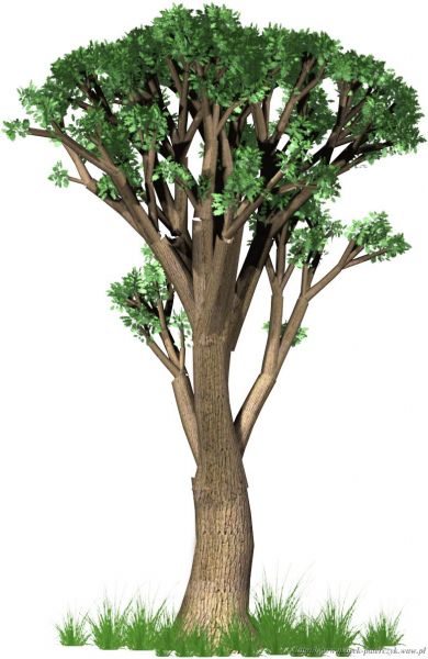 Tall oak
