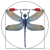 the_vitruvian_dragonfly.jpg