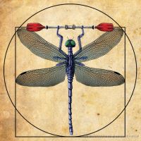 the_vitruvian_dragonfly_davinci_poster_edges.jpg