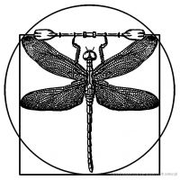 the_vitruvian_dragonfly_stamp.jpg
